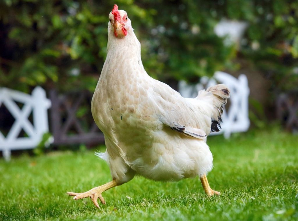 Bild på kyckling