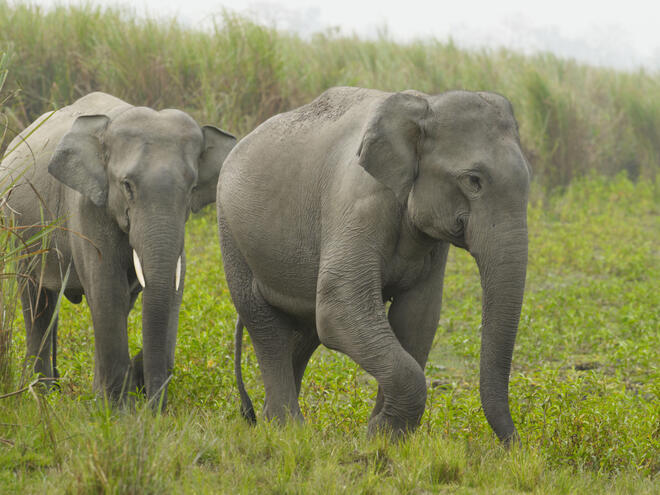 Två asiatiska elefanter
